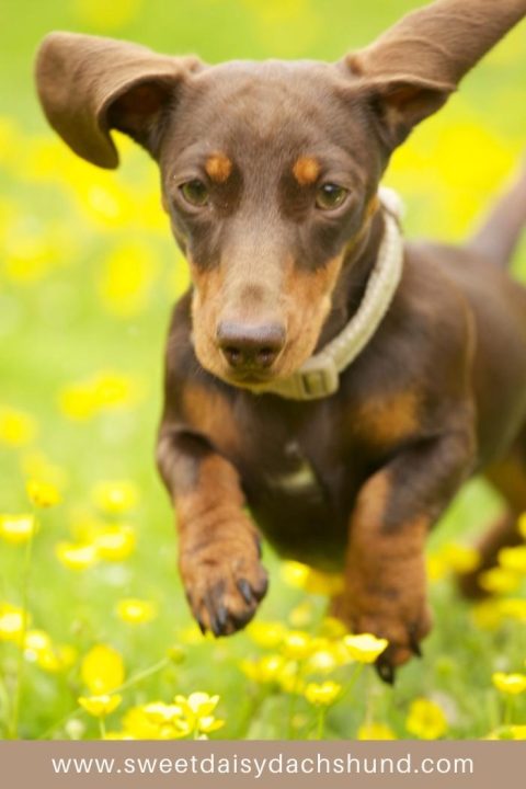 Do Dachshunds Have Any Health Problems Sweet Daisy Dachshund