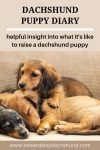 Dachshund puppy diary - helpful insights into what it's like to raise a dachshund puppy