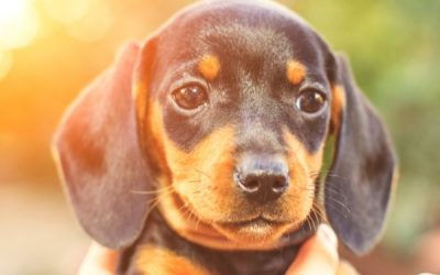 how do you teach a dachshund puppy tricks