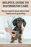 Helpful guide to dachshund care - all you need to know about their healthcare and grooming