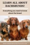 Learn everything you need to know about the dachshund breed!