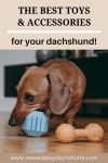 The best toys and accessories for your dachshund