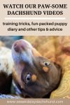 watch our paw-some training videos, training tricks, fun-packed puppy diary and other tips and advice