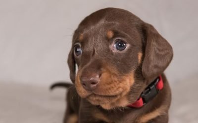 What Should I Buy Before My Dachshund Puppy Arrives?