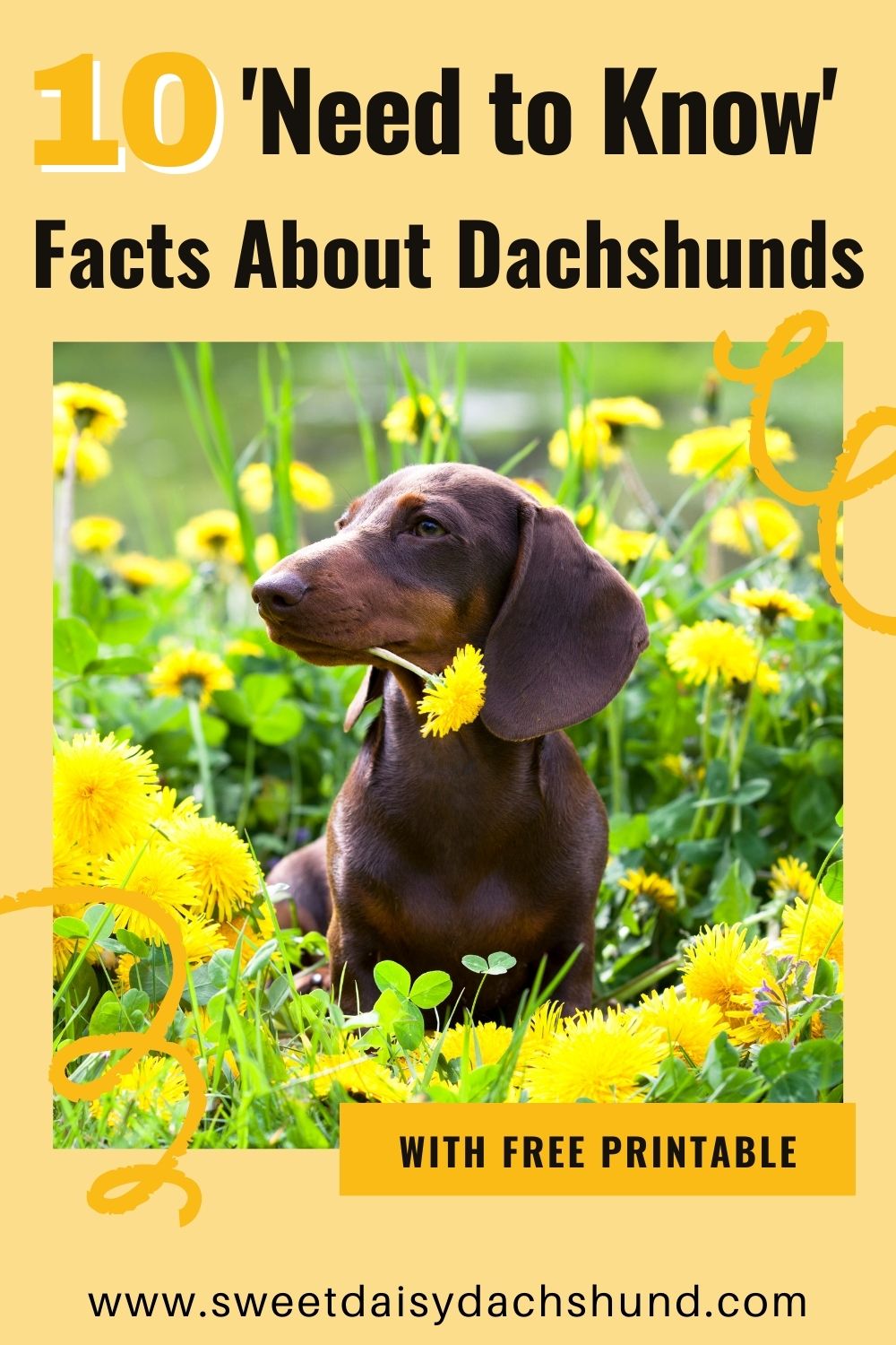 10 Need to Know Facts About Dachshunds, All About Dachshund Dog Breed (3)