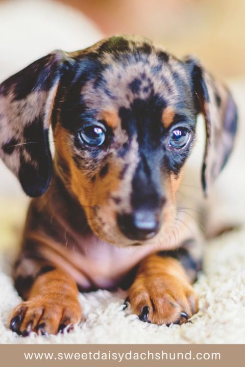 10 'Need To Know' Facts About Dachshunds - Sweet Daisy Dachshund