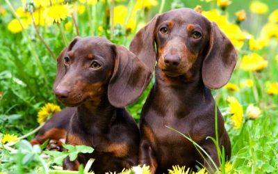 10 ‘Need To Know’ Facts About Dachshunds