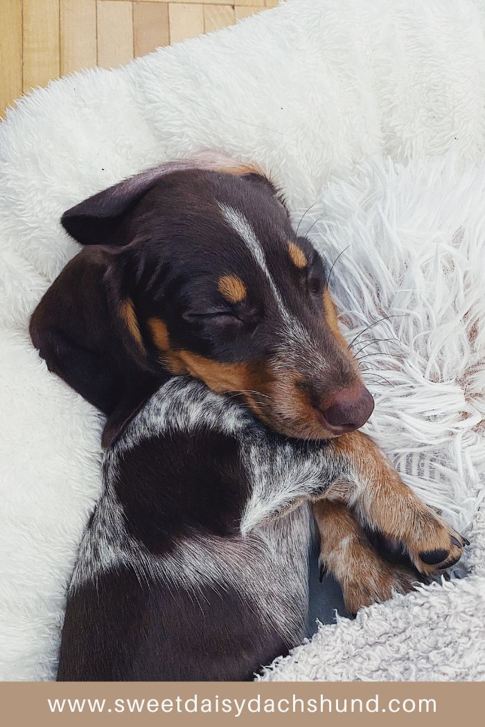 10 Need to Know Facts About Dachshunds, All About Dachshund Dog Breed (5)