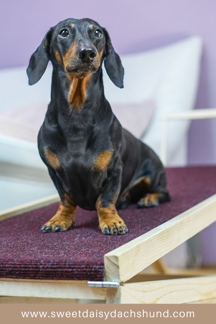 10 Need to Know Facts About Dachshunds, All About Dachshund Dog Breed (6)