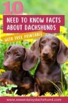 10 Need to Know Facts About Dachshunds, All About Dachshund Dog Breed V2