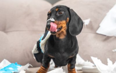 Best Ways To Dachshund Proof Your Home