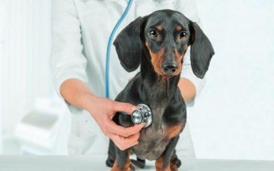 Do Dachshunds Have Any Health Problems?