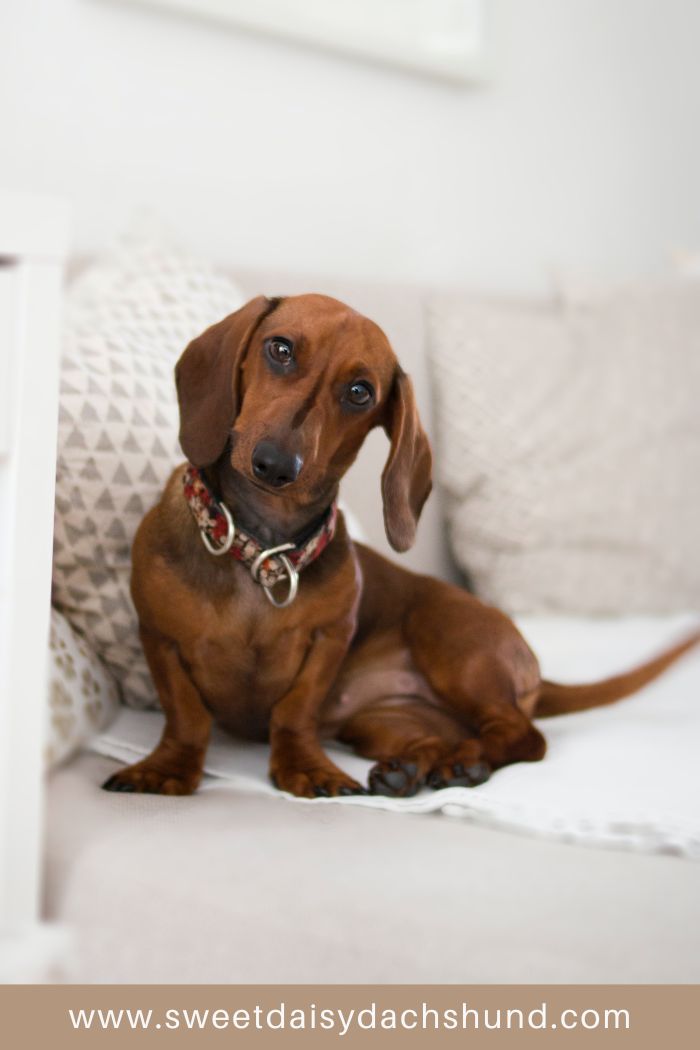 Are dachshunds good family dogs, learn about the dachshund breed (4)