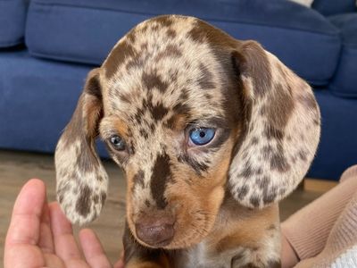 All about the dachshund breed