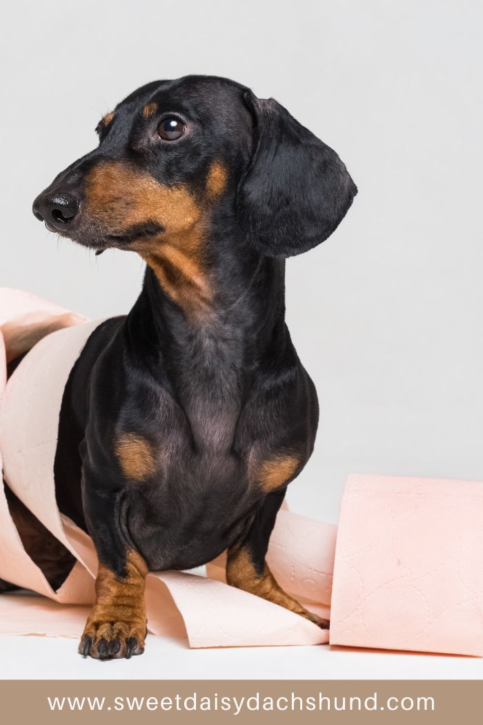 Best Ways to Dachshund Proof Your Home before your new puppy moves in (5)