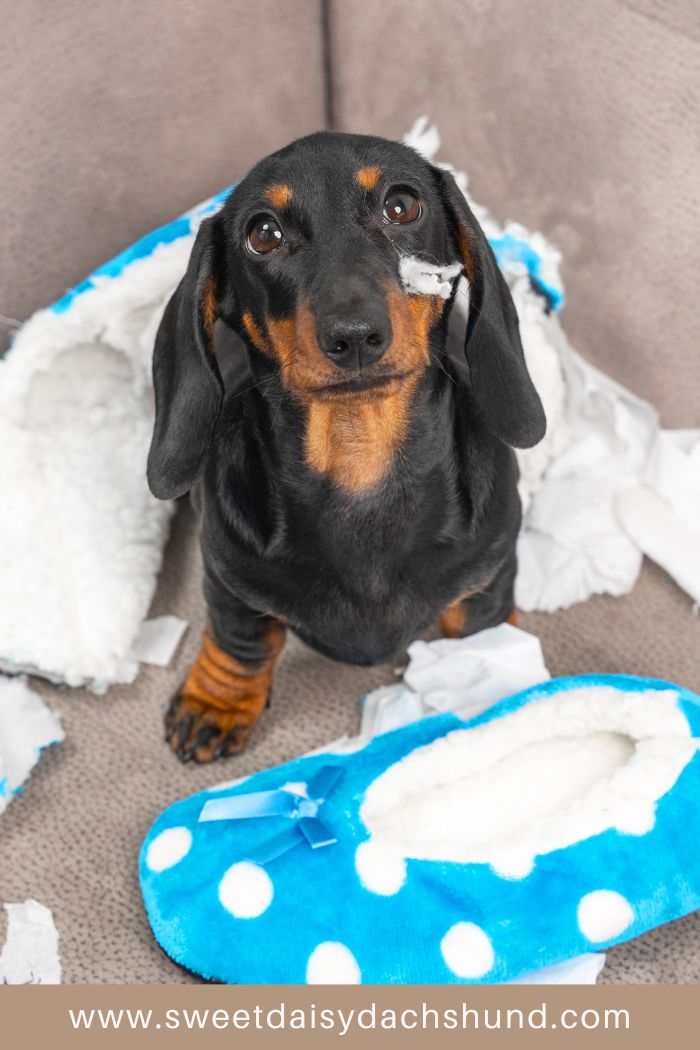 Best Ways To Dachshund Proof Your Home Sweet Daisy Dachshund