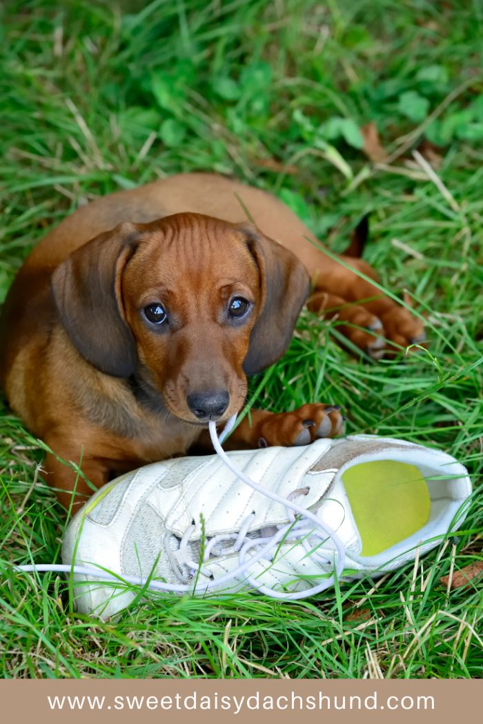 Best Ways to Dachshund Proof Your Home before your new puppy moves in (8)