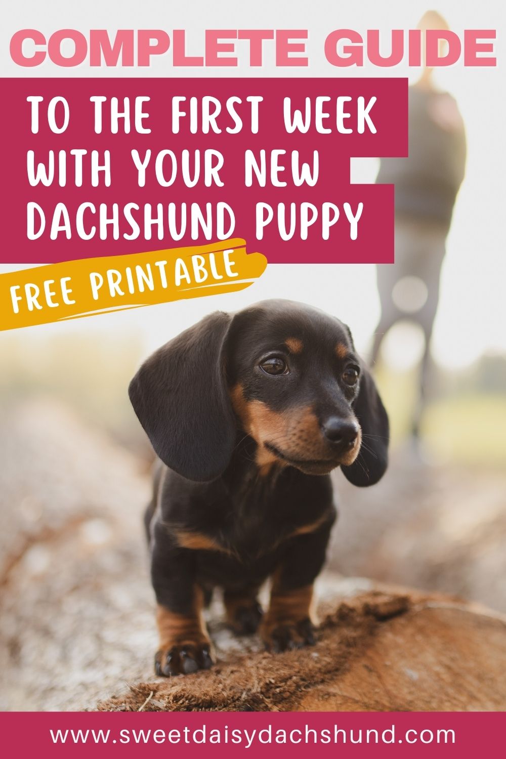 Complete guide to the first week with your new dachshund puppy (2)