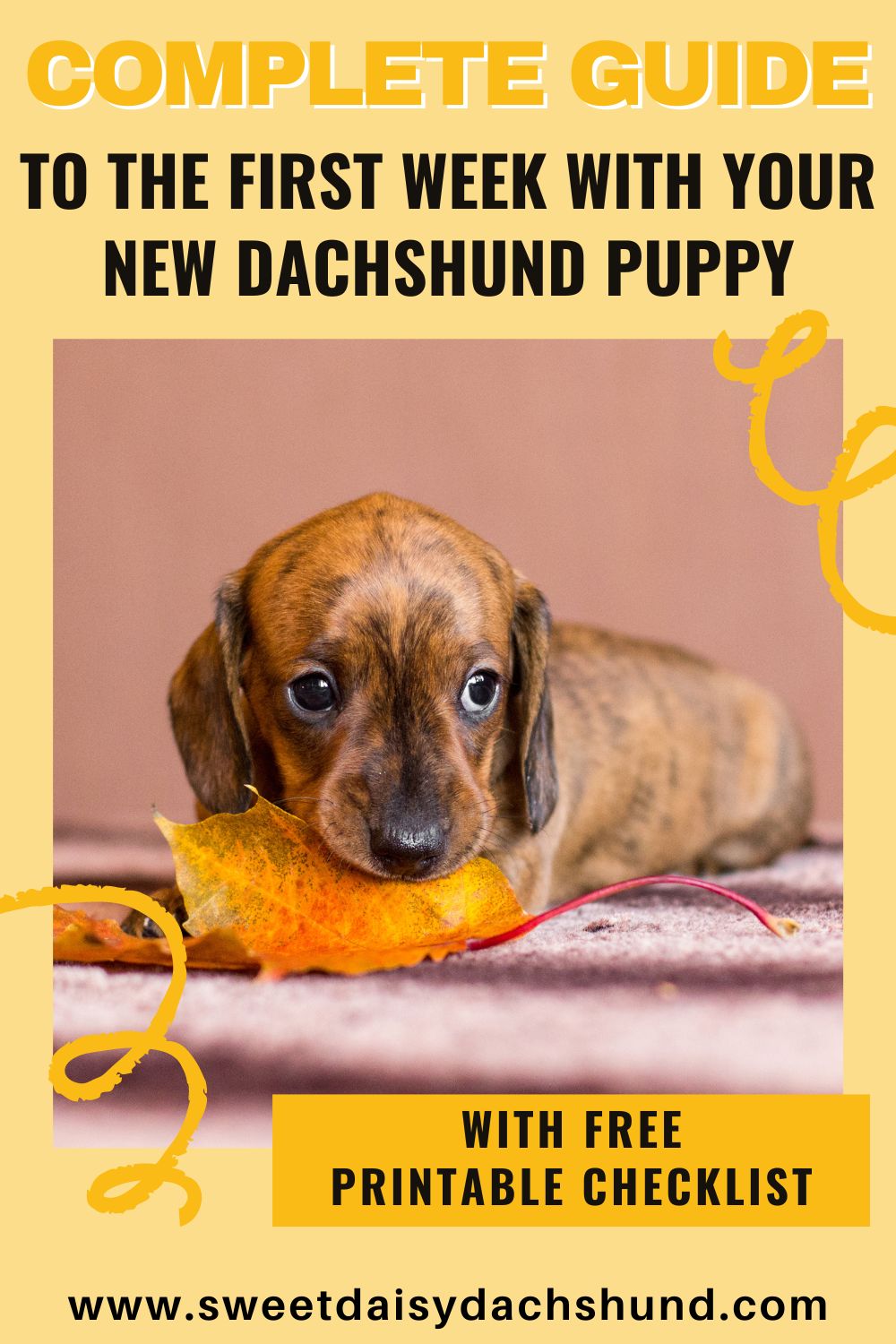 Complete guide to the first week with your new dachshund puppy (3)