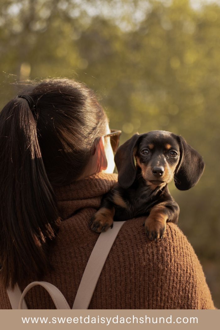 Complete guide to the first week with your new dachshund puppy (4)