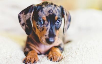 First Week With Your New Dachshund Puppy – Complete Guide