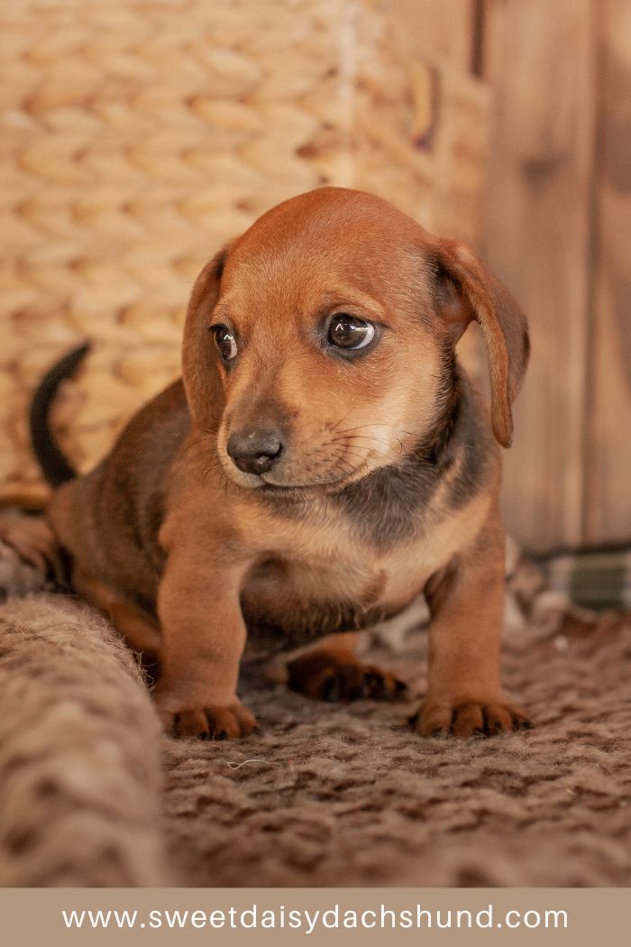 Complete guide to the first week with your new dachshund puppy