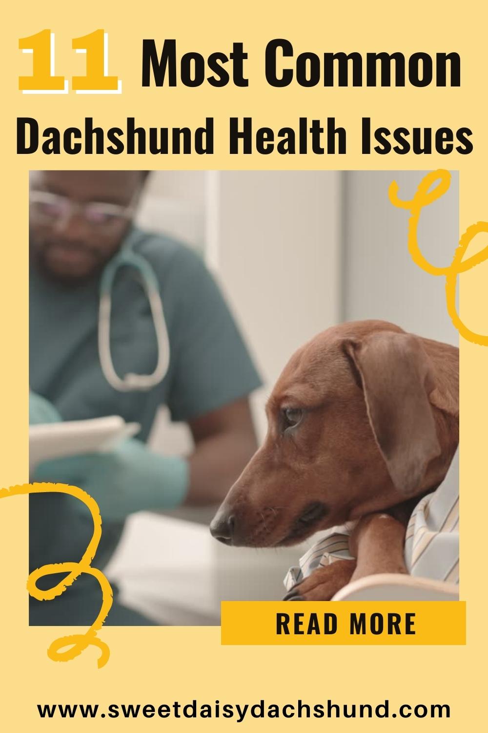 Do dachshunds have any health problems, 11 most common health issues (2)