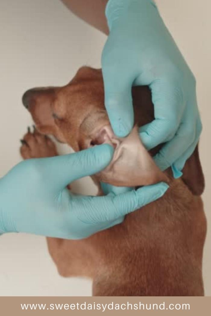 dog ears being checked