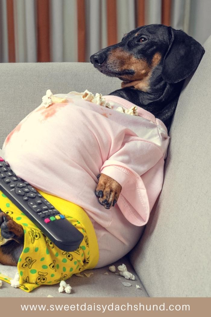 Do dachshunds have any health problems, 11 most common health issues in dachshund breed (5)