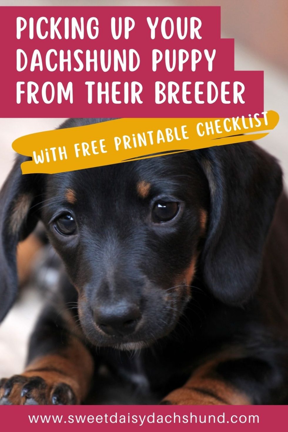 Picking Up Your Dachshund Puppy From Their Breeder - Sweet Daisy Dachshund