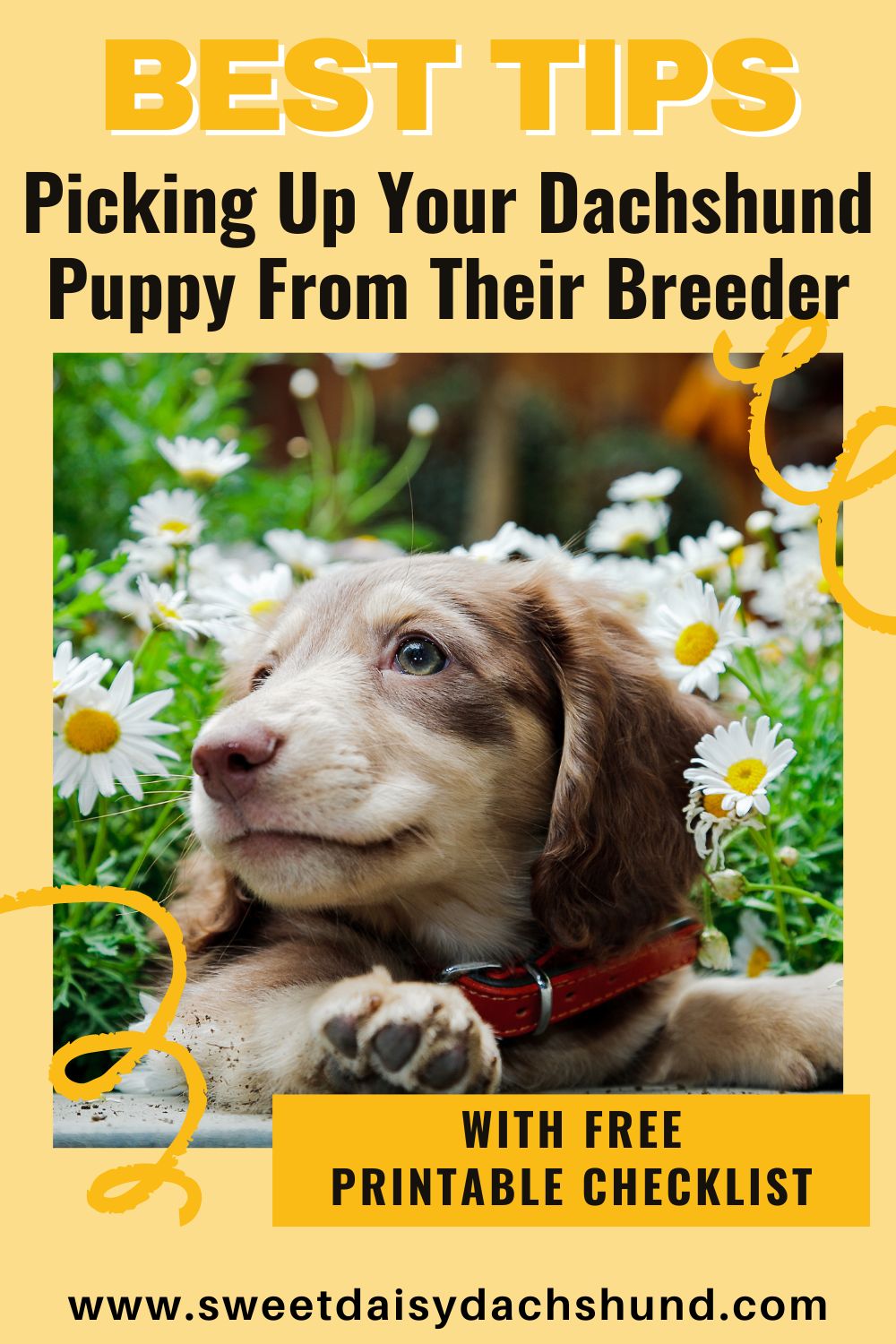 Picking up your dachshund puppy from their breeder (3)