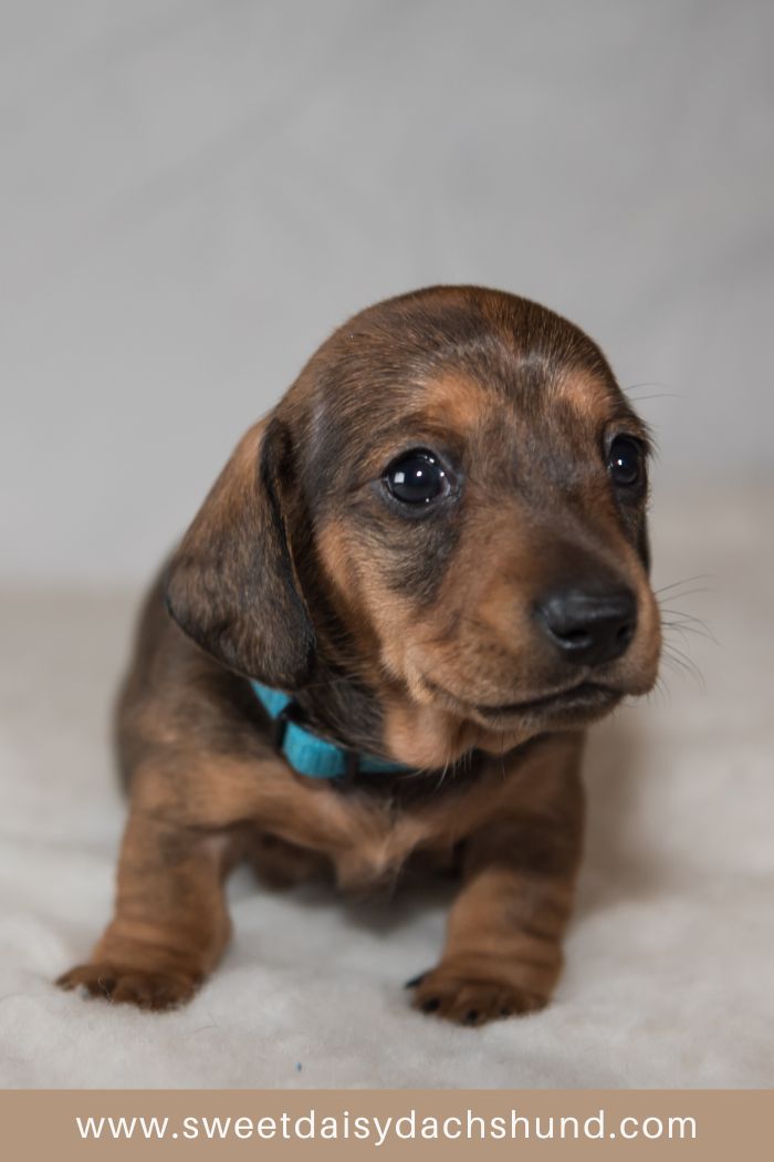 Picking up your dachshund puppy from their breeder (4)