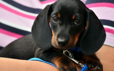 Picking Up Your Dachshund Puppy From Their Breeder