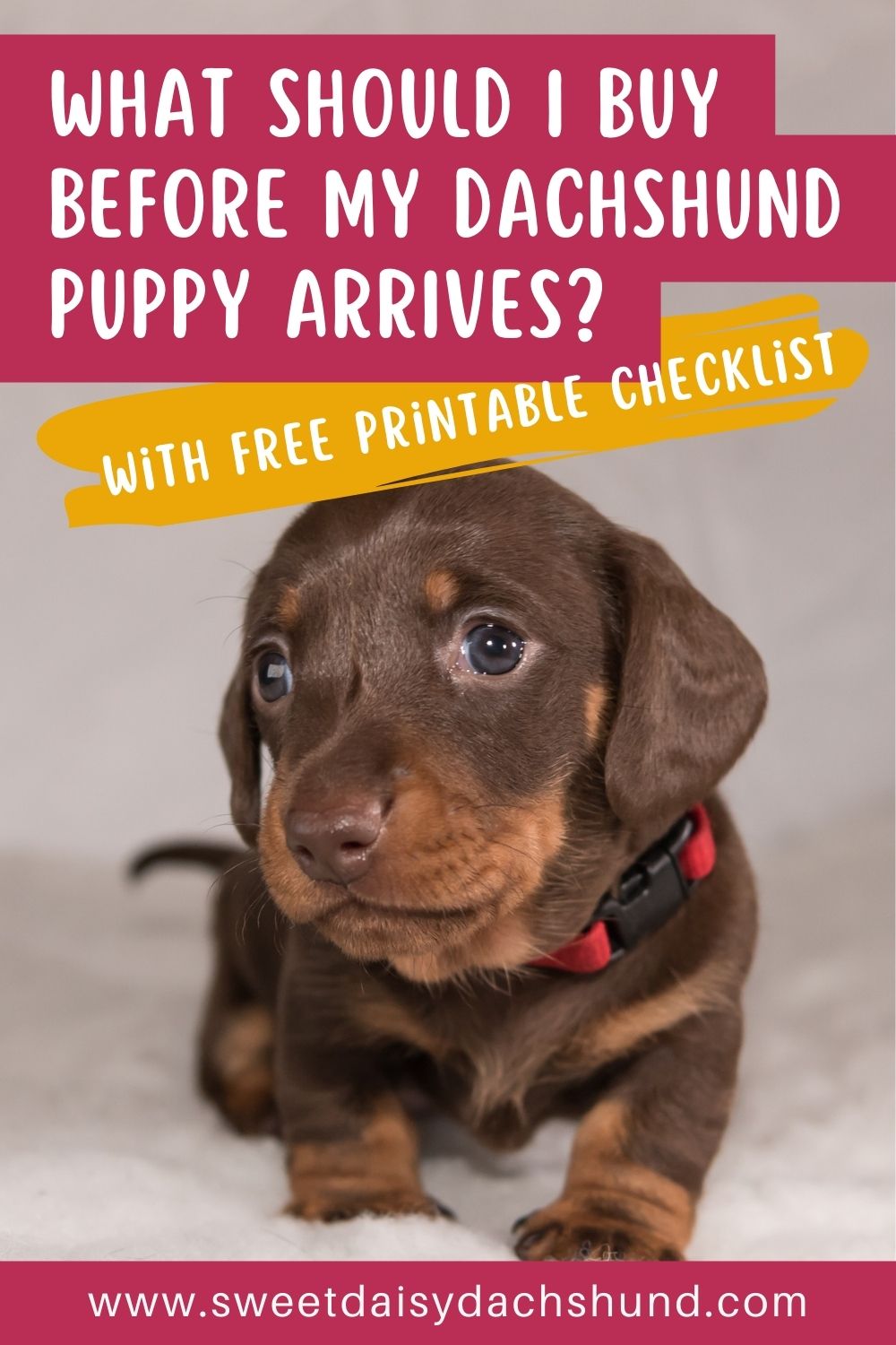 What Should I Buy Before My Dachshund Puppy Arrives