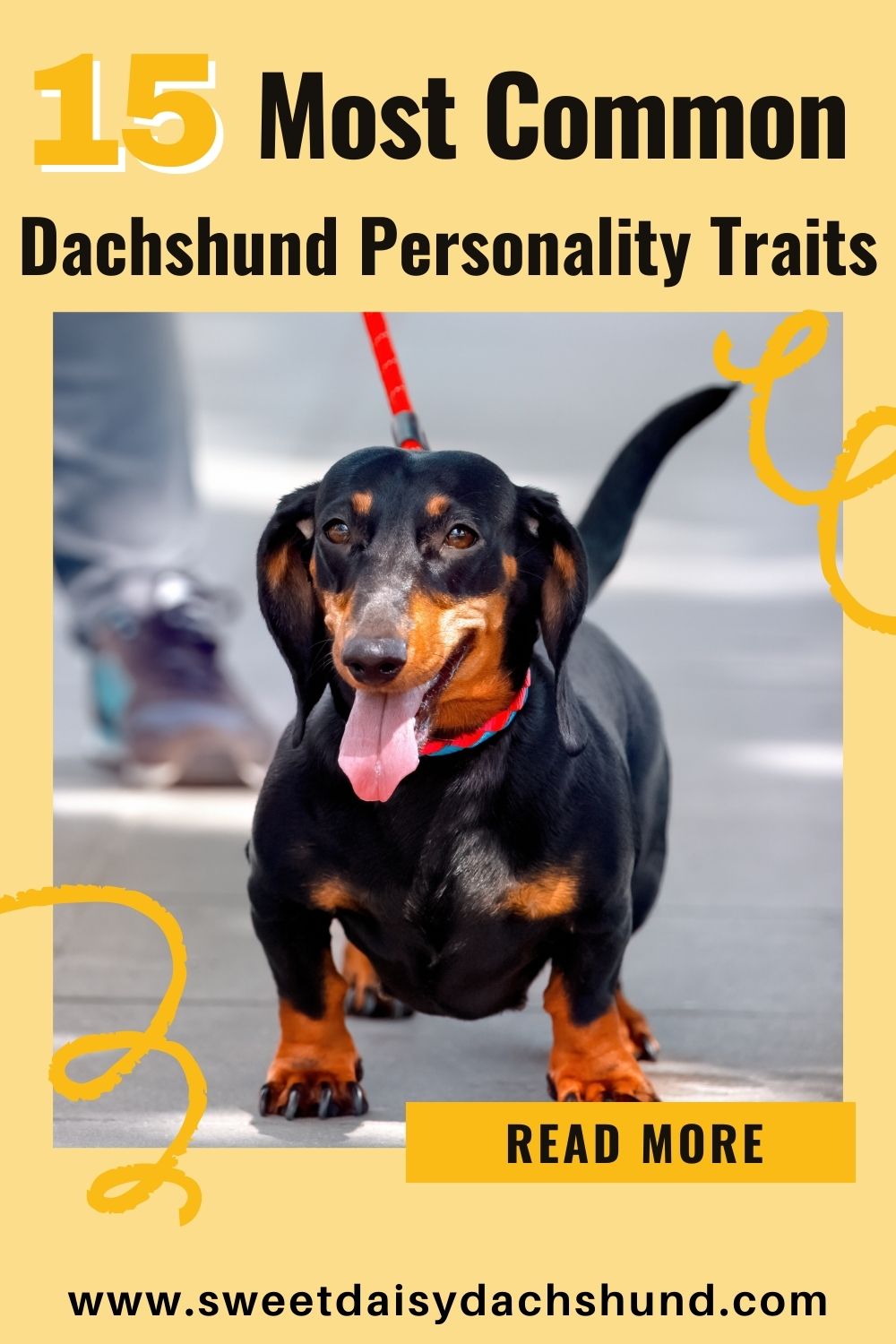 What are the most common dachshund personality traits, 15 most common personality traits and characteristics (2)