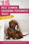 What are the most common dachshund personality traits, 15 most common personality traits and characteristics (3)