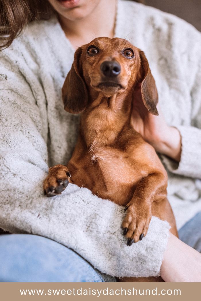 15 Most Common Dachshund Personality Traits - Sweet Daisy Dachshund