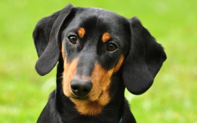 15 Most Common Dachshund Personality Traits