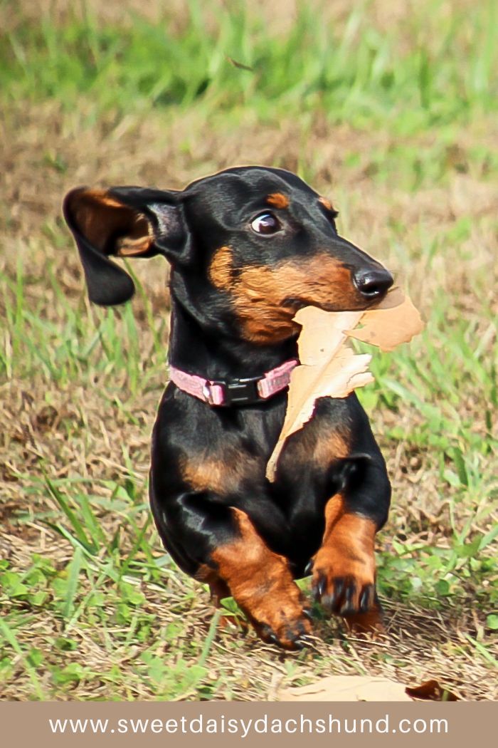 15 Most Common Dachshund Personality Traits - Sweet Daisy Dachshund