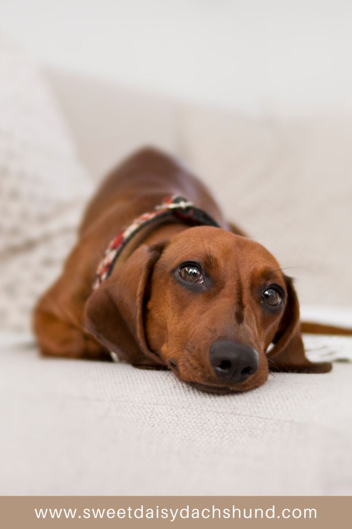 sausage dog resting on the sofa