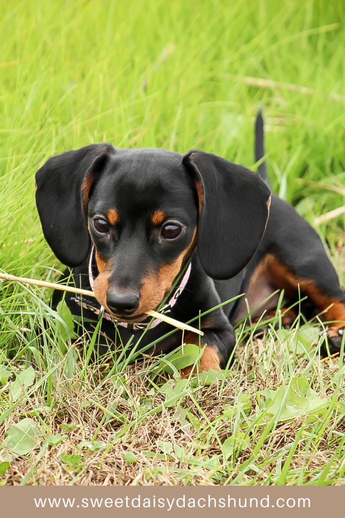 sausage dog playing