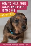 how to help your dachshund puppy settle in