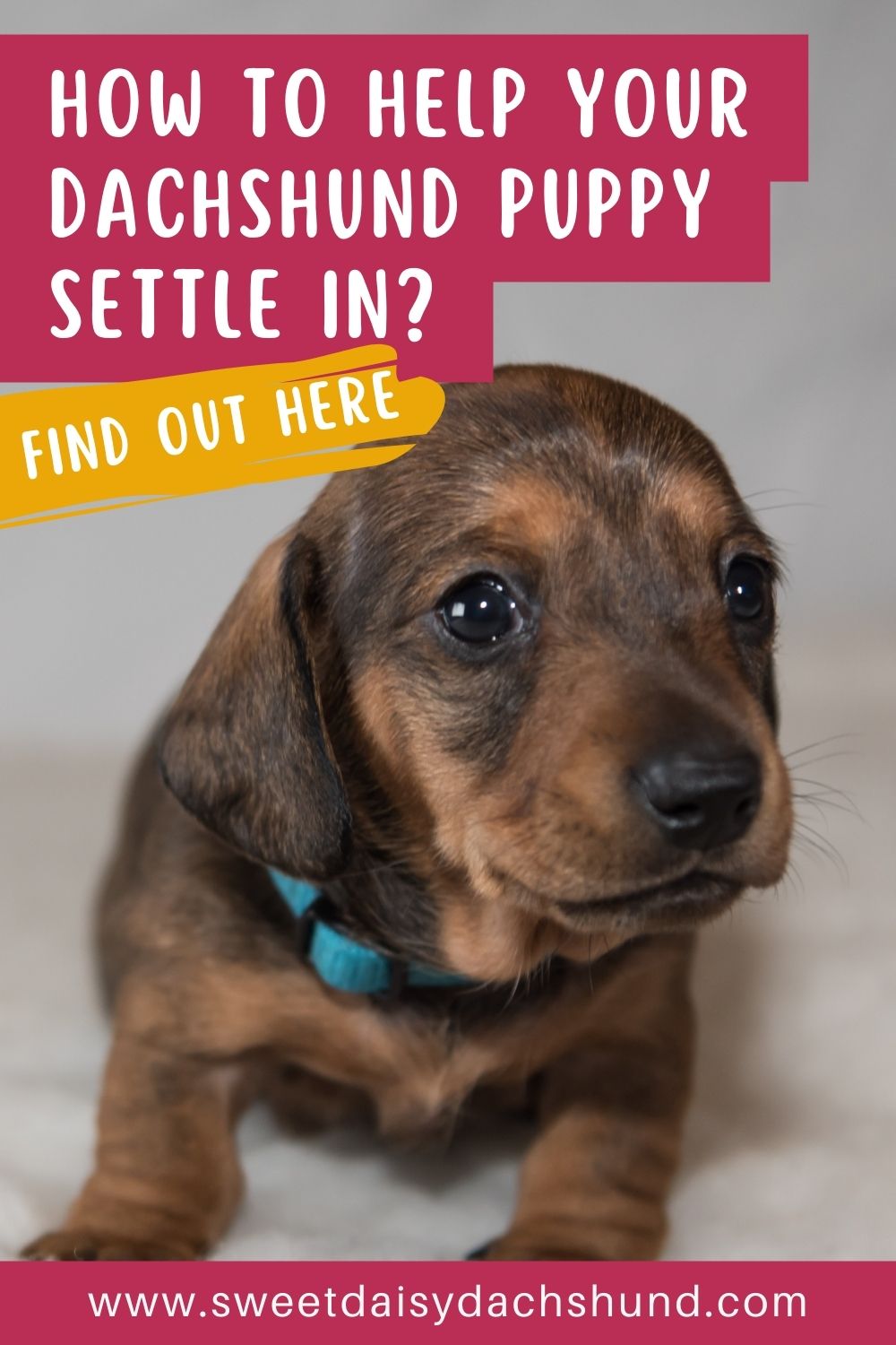 how to help your dachshund puppy settle in