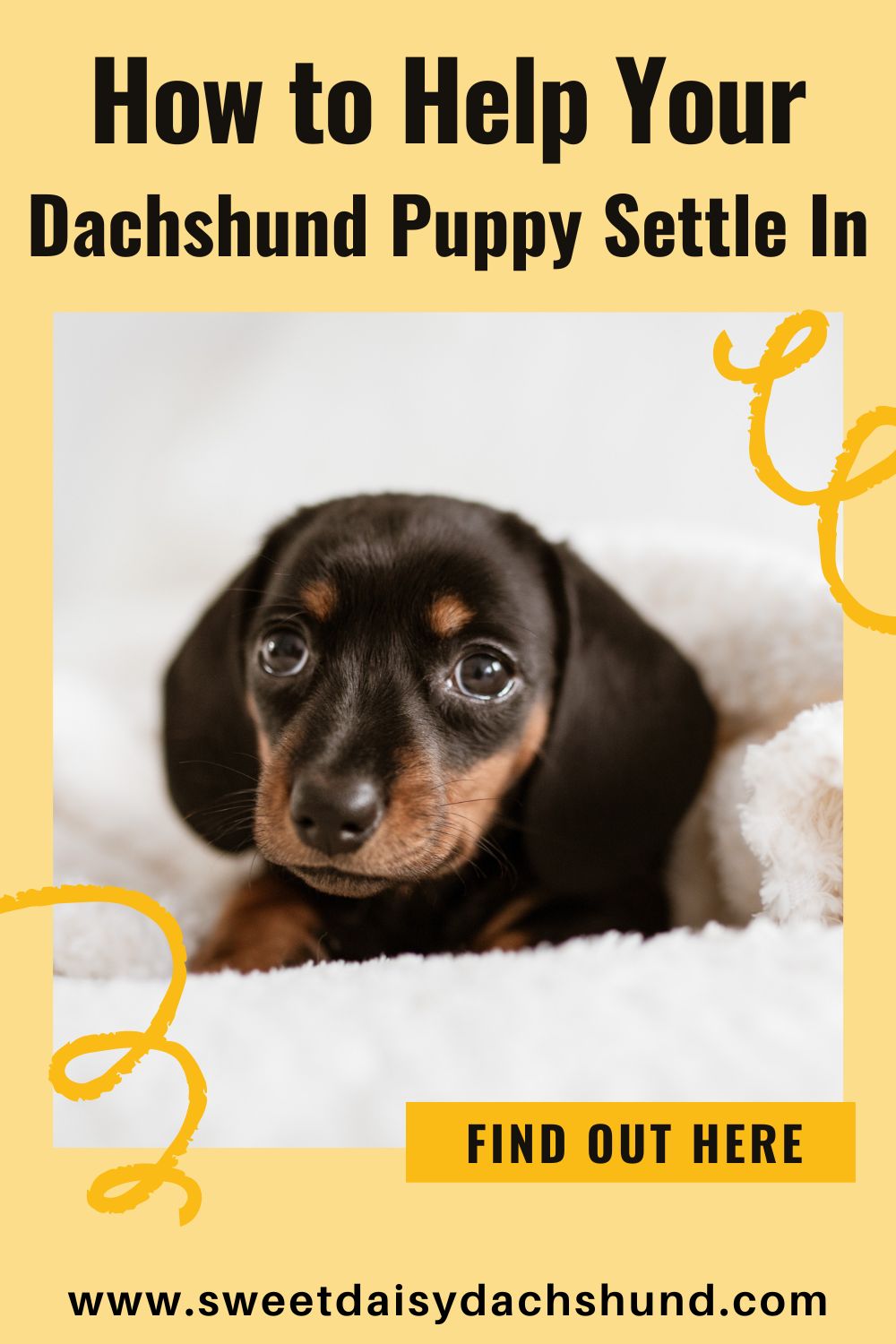 how to help your dachshund puppy settle in (2)