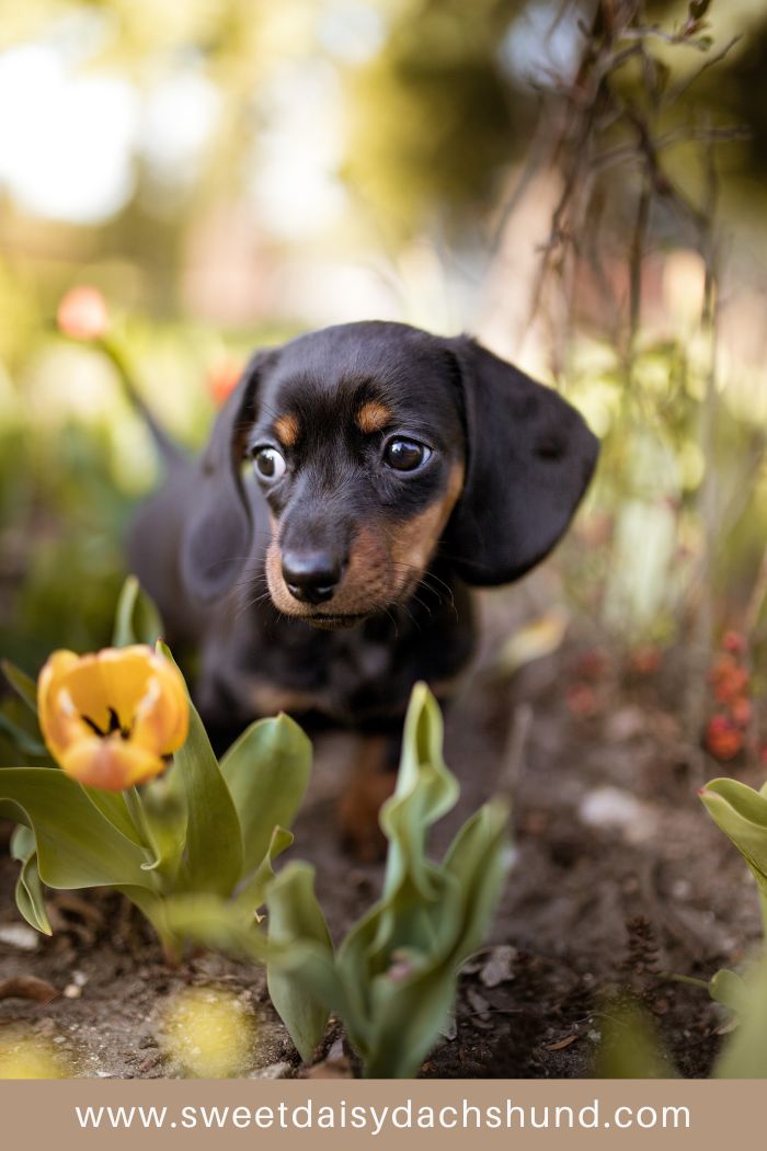 how to help your dachshund puppy settle in to their new home (2)