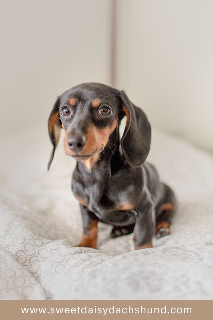 how to help your dachshund puppy settle in to their new home (3)