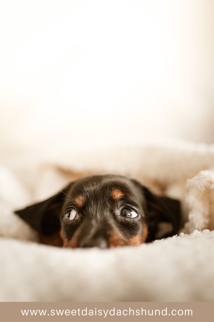 how to help your dachshund puppy settle in to their new home (5)