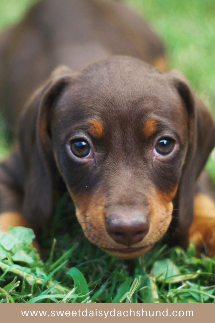 how to help your dachshund puppy settle in to their new home (6)