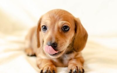 How To Help Your Dachshund Puppy Settle In?