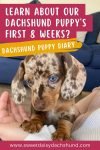 Learn about our dachshund puppy's first eight weeks, dachshund puppy diary (2)